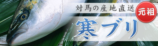 対馬の産地直送「寒ブリ」